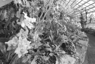 Botanischer Garten. Orchideenblüte in den Gewächshäusern