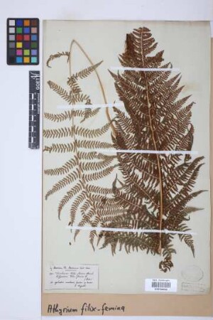 Athyrium filix-femina (L.) Roth