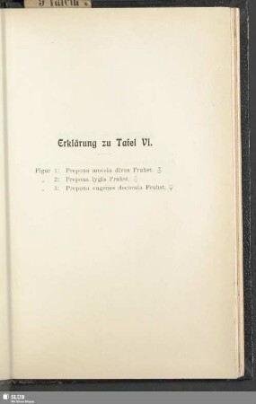 Erklärung zu Tafel VI.