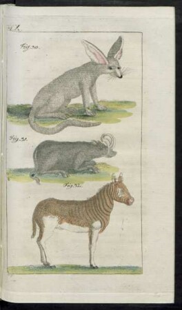 Taf. X. Fig. 30. - Fig. 32.