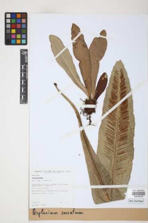 Asplenium serratum L.