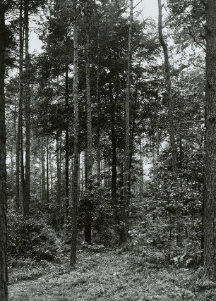 Forstwirtschaft. Unterbau von Buche Eiche und Tanne unter Kiefer und Buche auf Granit. Dresdner Heide. Abt. 30 am Weißen Hirsch