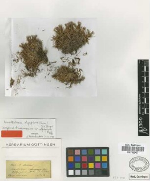Acantholimon androsaceum (Jaub. & Spach) Boiss. var. Boiss. olympicum[isotype]