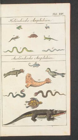 Tafel VII. Inländische Amphibien. Ausländische Amphibien.