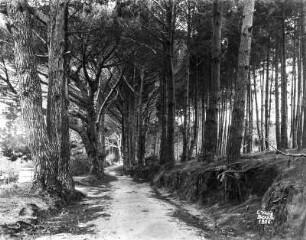 Waldweg : Blick auf einen Waldweg
