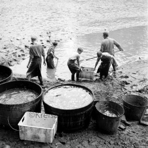 Abfischen: Schwarzer Teich: Wasser abgelassen, schlammiger Teichgrund: Fischer beim Abfangen der Fische in Wasserrinne, mit Kescher: Jungen tragen Kunststoffkiste mit Fischen: vorne Holzbottiche, Metallbottiche, Kunststoffkiste