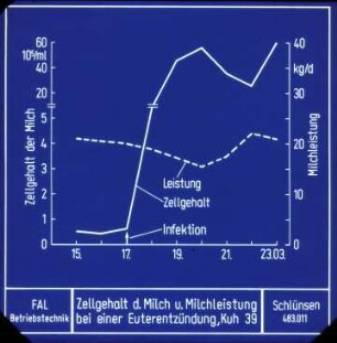 Zellgehalt d.Milch u. Milchleistung bei einer Euterentzündung,Kuh 39