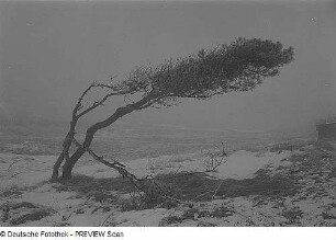 Darß. Weststrand. Windflüchter