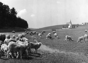 Hörlbach Schäfer, Kirchle : Schafherde. Im Hintergrund Kirche von Hörlbach