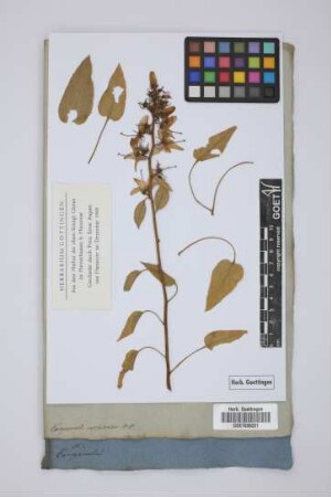 Campanula versicolor