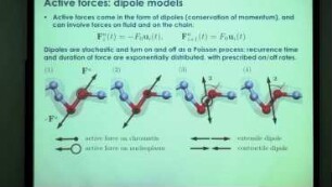 Active hydrodynamics of interphase chromatin: coarse-grained modeling and simulations