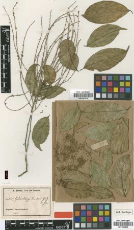 Ophiobotrys zenkeri Gilg [type]