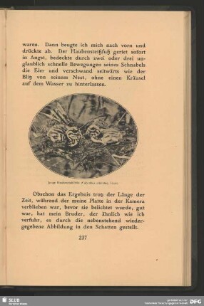 Junge Haubensteißfüße, Calymbus cristatus, Linn.