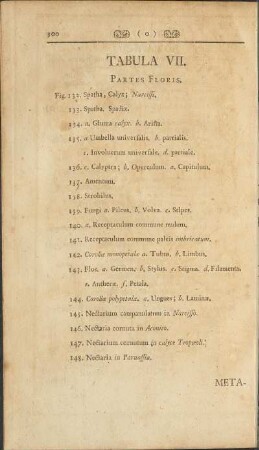 Tabula VII.