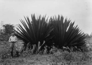 Männerportrait : Portrait eines Mannes neben einer Agave, zum Maßstab.