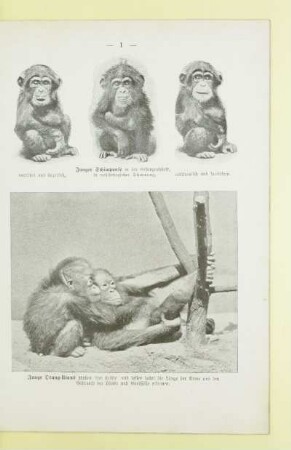 Junge Orang-Utans