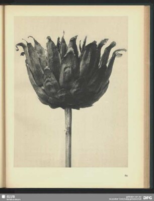 Centaurea ruthenica