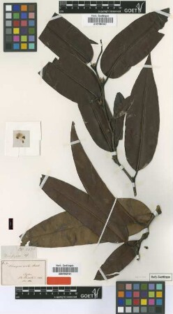 Diospyros acuta Thwaites [type]