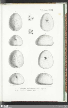 Pl. 974