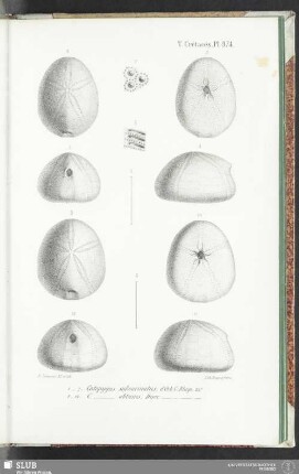 Pl. 974