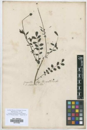 Pimpinella