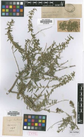 Lippia turbinata Griseb. [type]
