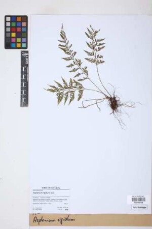 Asplenium rigidum Sw.