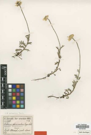 Anthemis extrarosularis Freyn [type]