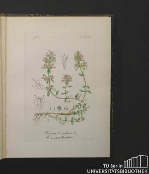 Labiatae. Thymus Serpyllum L. Gemeiner Quendel.