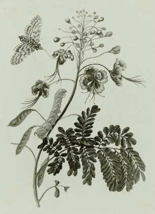 Metamorphisis Insectorum Surinamensium