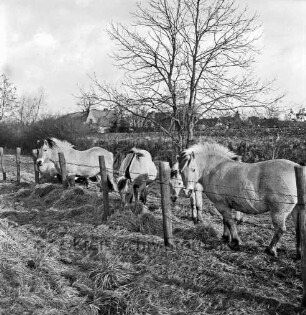 Landwirtschaft: Koppel mit Norwegerpferden: vorn Zaun: in der Mitte Baum: hinter Knick Einfamilienhäuser
