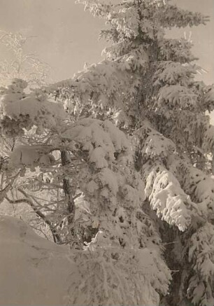 Oberlausitz. Döhlener Berg, Winterbild: Fichte und Zwergkiefer auf dem Felskamm