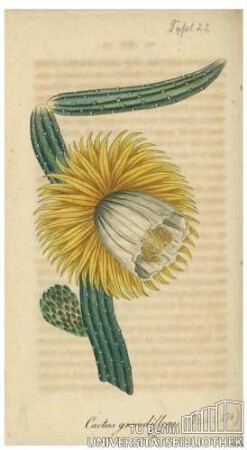 Cactus grandiflorus