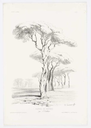 Schirm-Kiefer, Baumstudie, Blatt 51 der Folge "Zeichenunterricht im Hinblick auf die Landschaft"