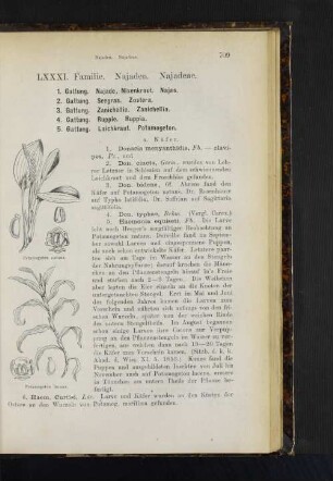 1. Gattung. Najade, Nixenkraut. Najas. 2. Gattung. Seegras. Zostera. 3. Gattung. Zanichellie. Zanichellia. 4. Gattung. Ruppie. Ruppia.