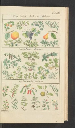 Tafel XIII.: Einheimisch kultivirte Bäume. Inländische Bäume. [...]