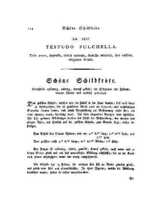 Tab. XXVI. Testudo Pulchella : Schöne Schildkröte