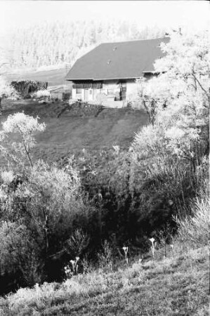 Mühlingen: Bauernhaus und Wald im Raureif