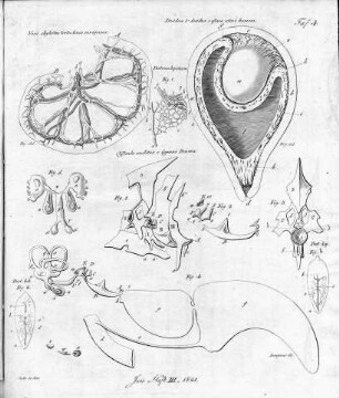 Tafel 4 zu Isis Heft III. 1821