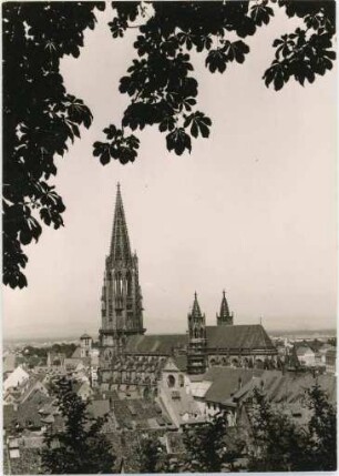 Das Freiburger Münster