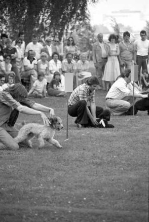 Badischer Pudelclub e.V. Pudelrennen auf dem Gelände des Hundesportvereins Durlach