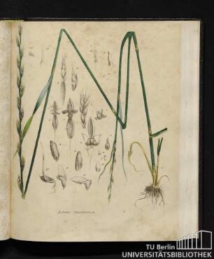 Lolium temulentum.