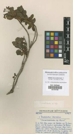 Rhododendron intermedium Not on sheet