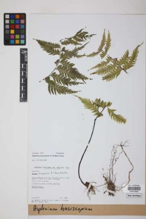 Asplenium basiscopicum R.C.Moran & Sundue