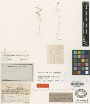 Gymnosiphon niveus (Griseb.) Urb. [type]