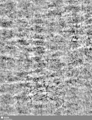 Lilienschild + IESV / LW = S.9/10