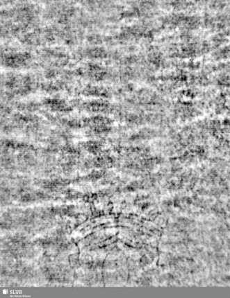 Lilienschild + IESV / LW = S.9/10