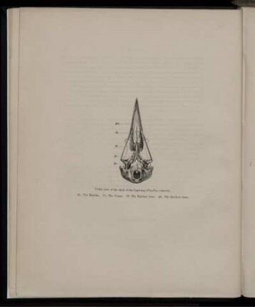 Under view of the skull of the Lapwing.