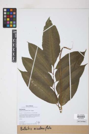 Bolbitis nicotianifolia Alston, 1932