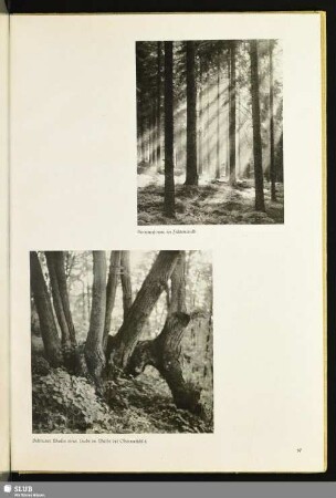 Sommersonne im Fichtenwald